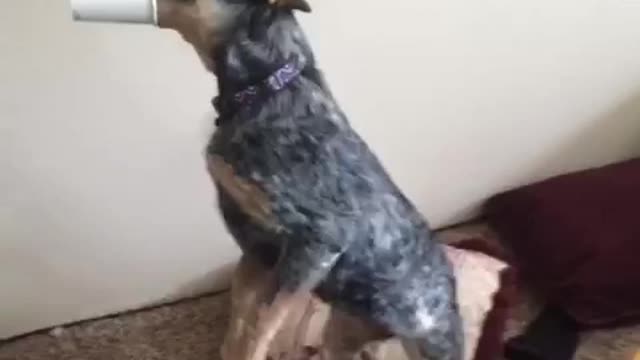 Blue heeler stands on two legs with cup on mouth falls backwards