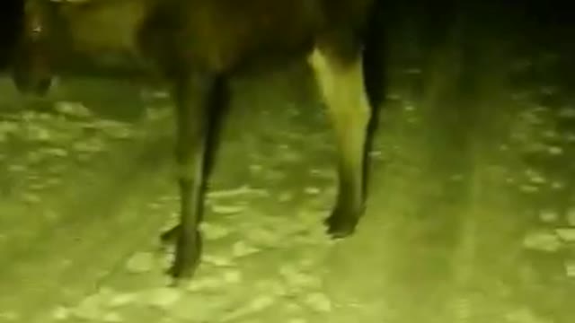 Angry young moose 2