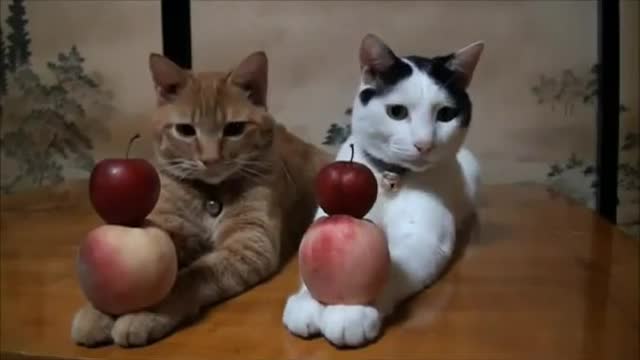 Best trained cats ever...