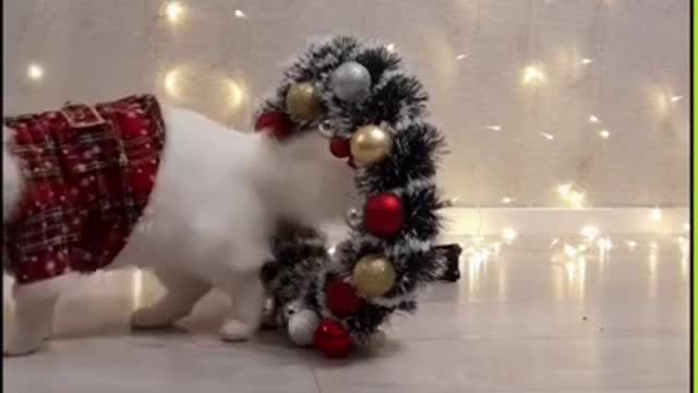 Cats Christmas video