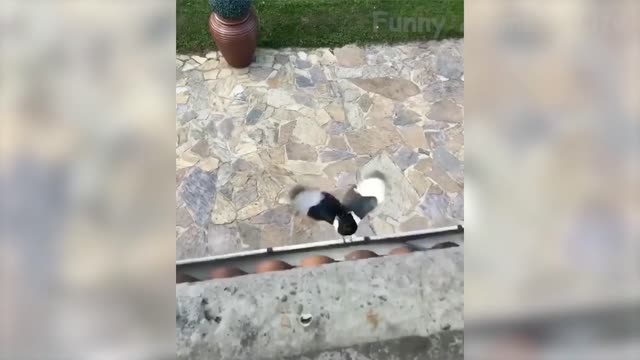 Funny animals that will crack you up!