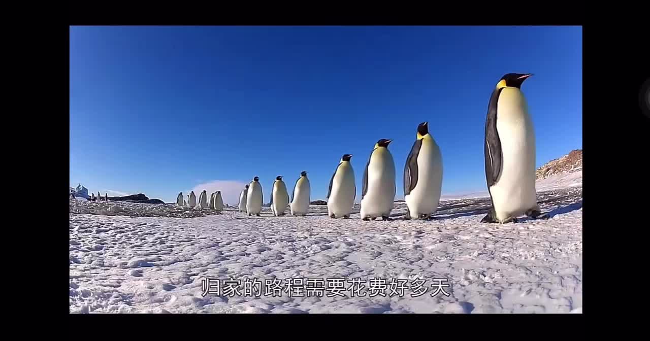 The story of Spot the Penguin7