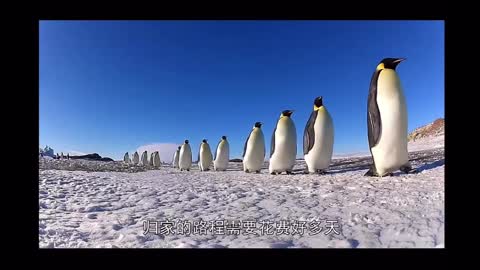 The story of Spot the Penguin7