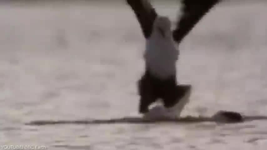The most eagle powerful attack