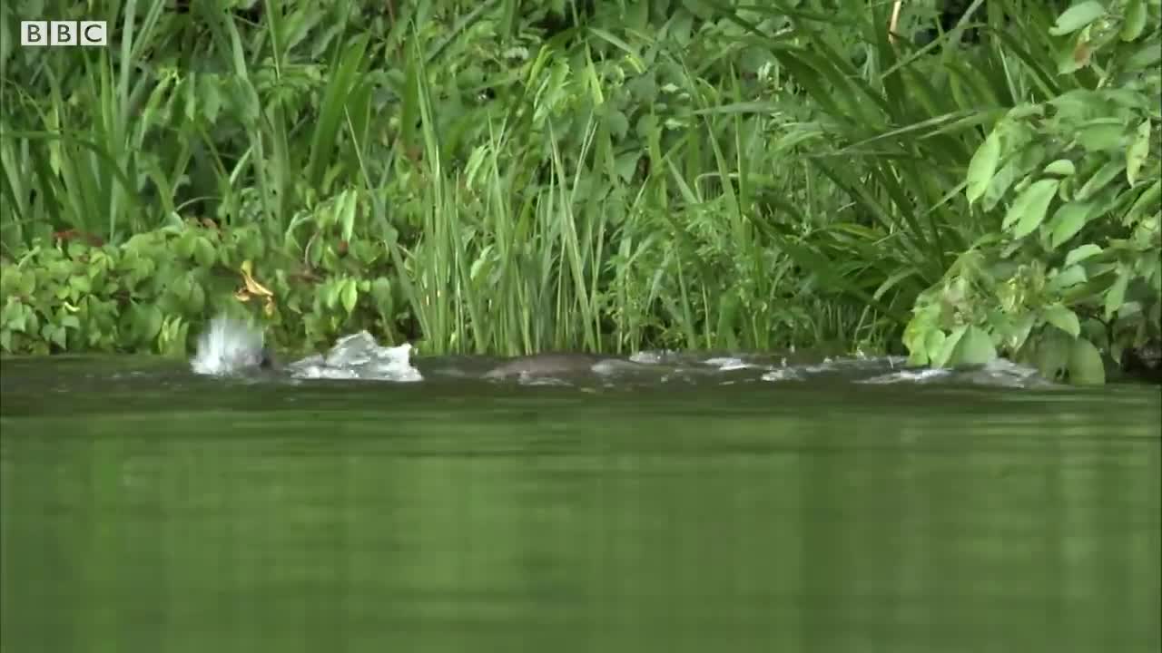 Otter Family Defeats Caiman in an Incredible Fight BBC Earth