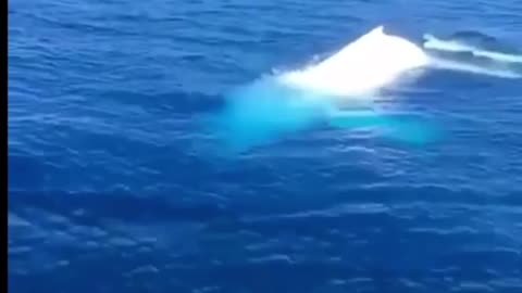 White whale