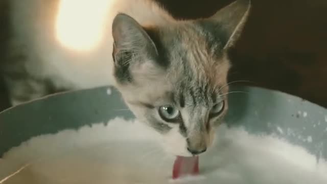 Omg So Cute And Funny Cat Video 2021। Cat Lovers Video Part 3