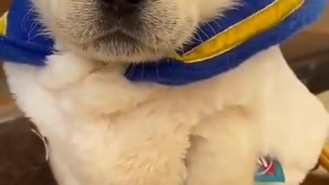 Funny and Cute Dog Video Compilation