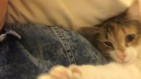 Guy in blue shirt laying down with white cat in bed