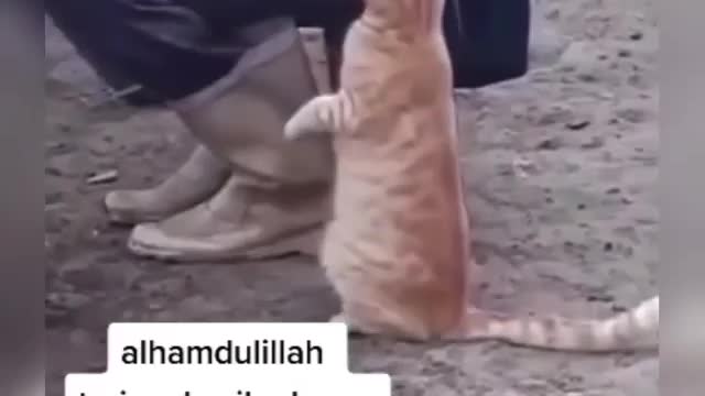 Orange cat joke that annoys the milk seller