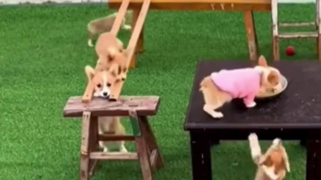 Hungry Doggies Are Tested