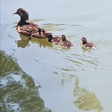 Ducklings kissena