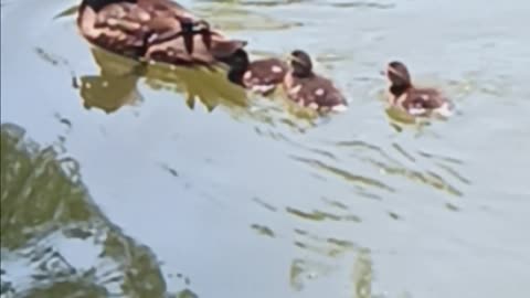 Ducklings kissena