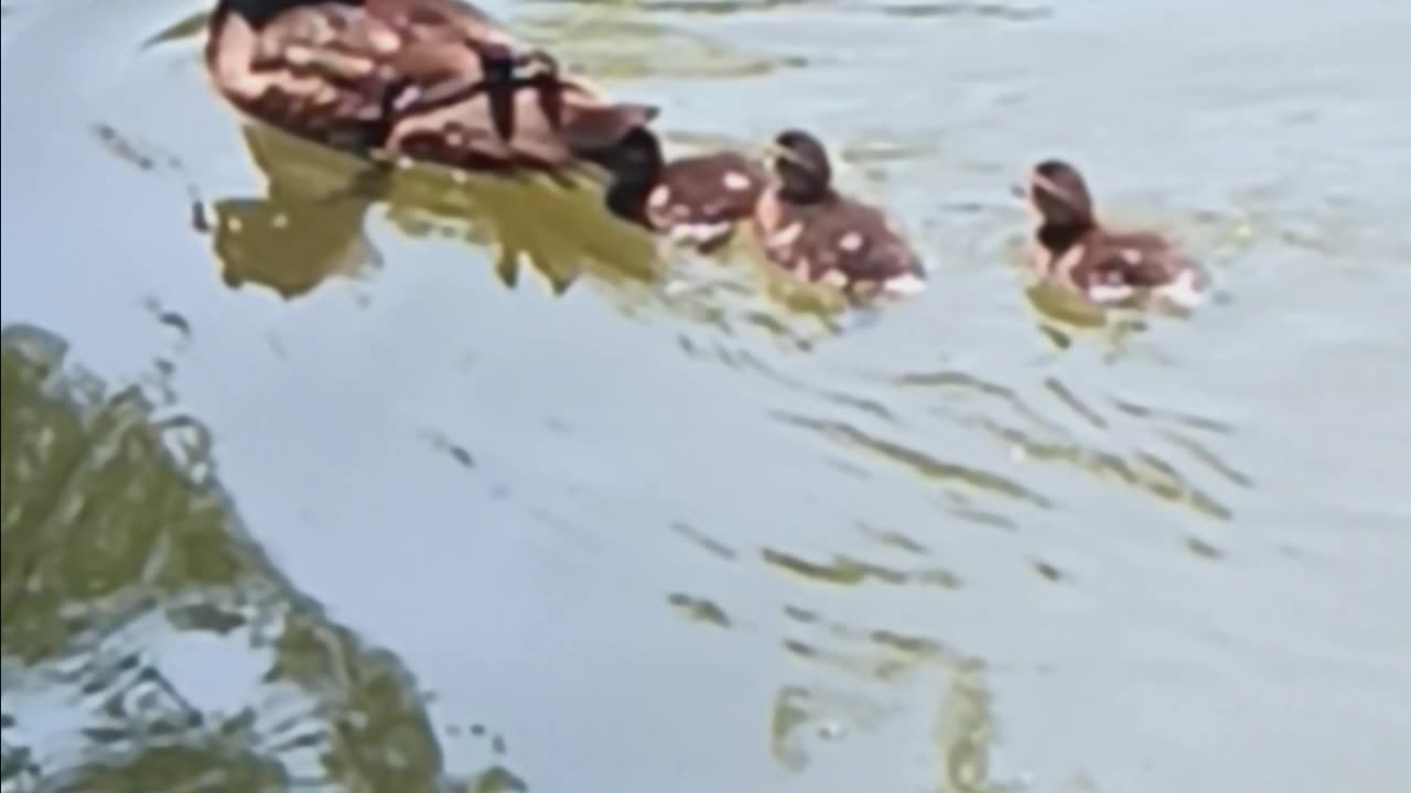 Ducklings kissena