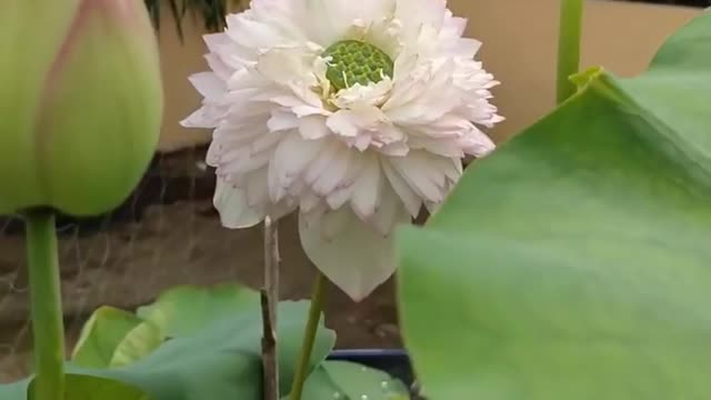 Blooming Lotus (8)