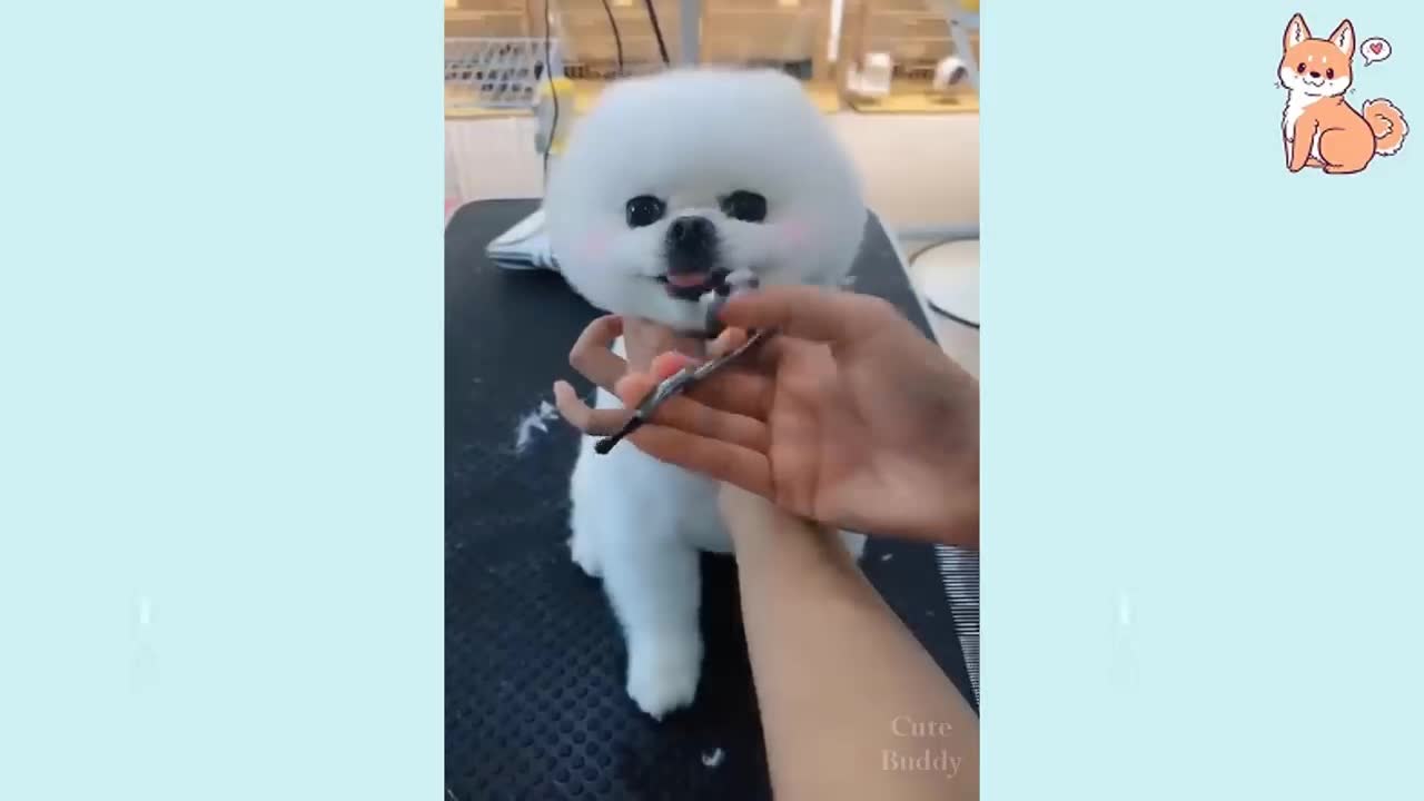 Cute Puppies 😍 Cute Funny and Smart Puppies