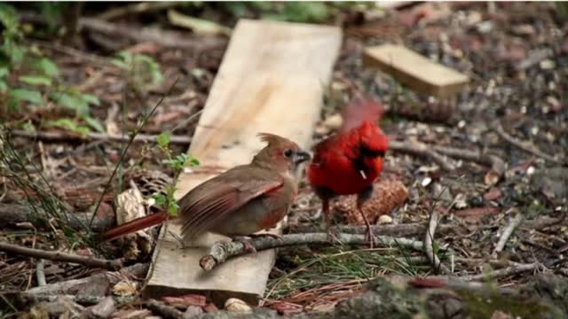 Oddly satisfying bird videos