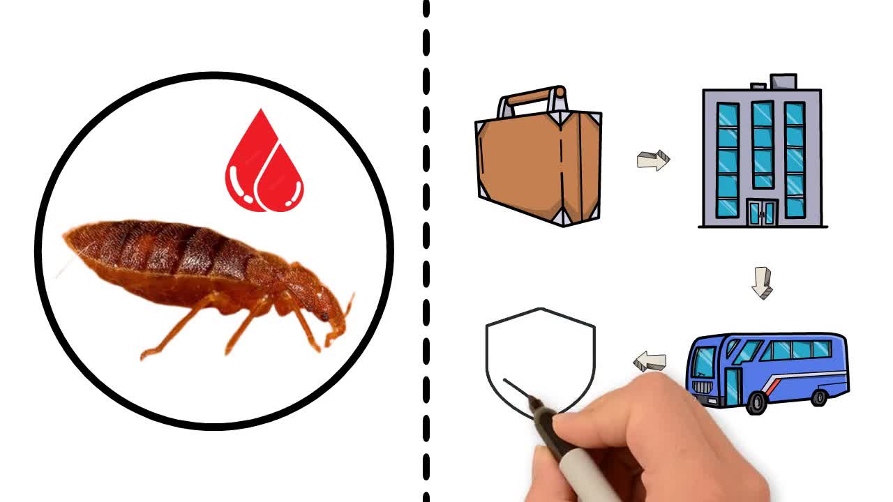 Bettwanzen bekämpfen