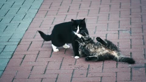 Funny cute cats playing together they are beautiful