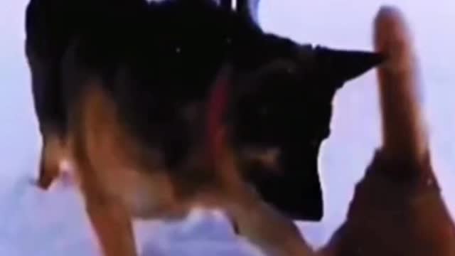 Watch these funny animals. Animals video.