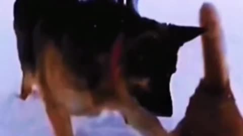 Watch these funny animals. Animals video.