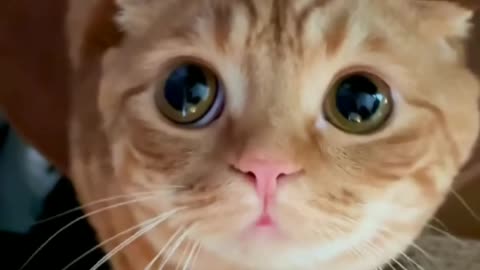 Cats funny moments for cute cats