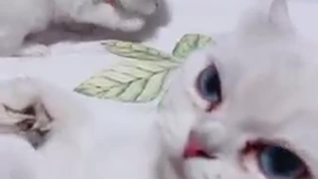 Cute cat funny Cat Cash Compilation chinesCat Meow catmeow