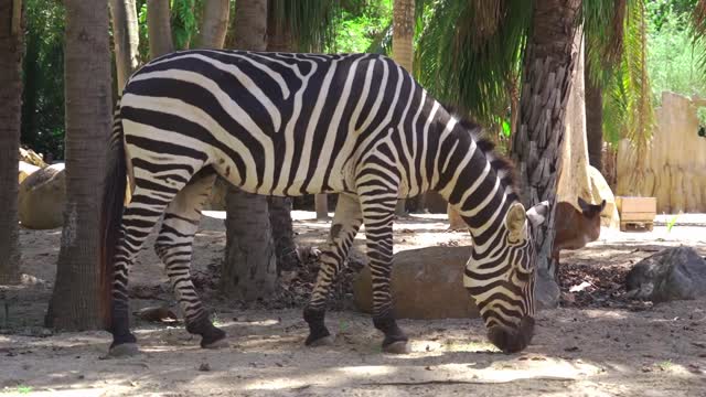 The sturdy zebra is very beautiful, do you like it