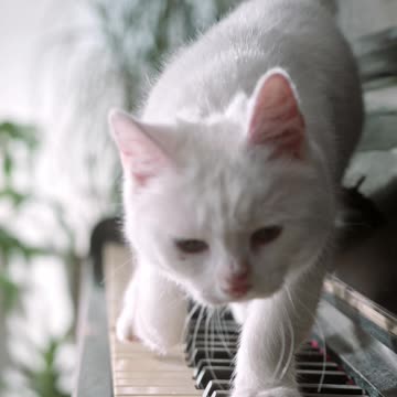 A Cat Walking Over The Piano Keyboard