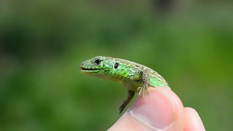 holding a small lizard