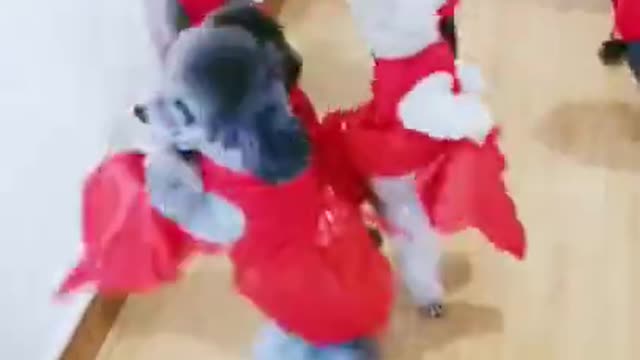 cute dogs poodle dance party😂😂🤣