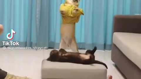 Who can beat dog for excercise