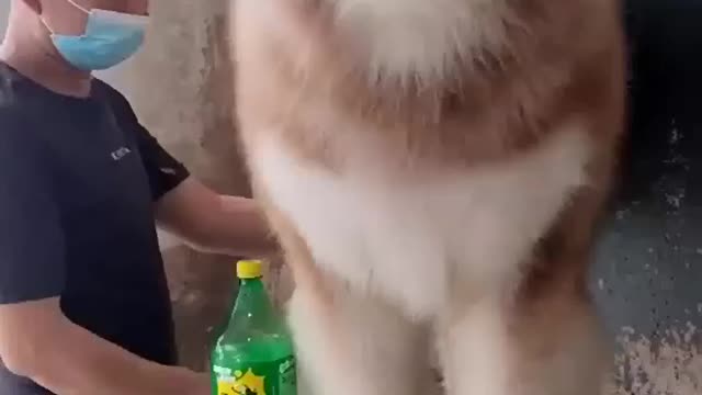 Cute dog video