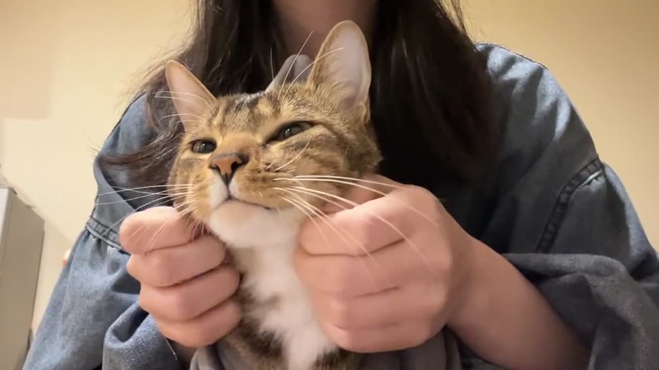 Cat video funny