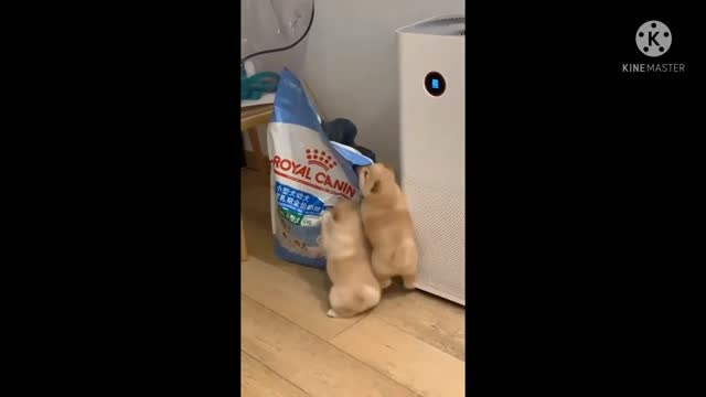 Dog funny video