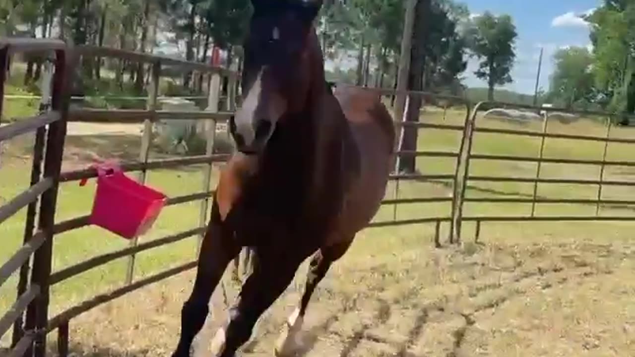 Exercising "Charmer" the horse