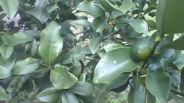 Pequeno pé de limão com fruto ainda verde, as folhas tem um cheiro gostoso! [Nature & Animals]