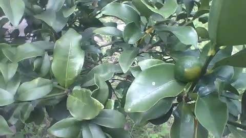 Pequeno pé de limão com fruto ainda verde, as folhas tem um cheiro gostoso! [Nature & Animals]