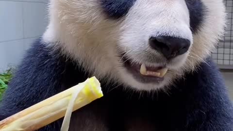 giant panda