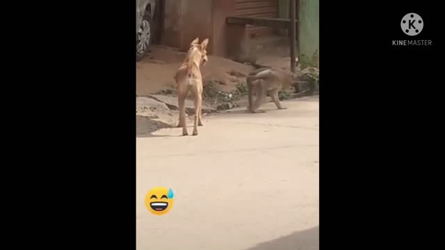 Super funny animal video that will make you laugh out loud | Keep laughing🤣 |