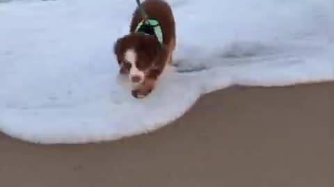 Ember Visits the Beach