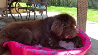 Newfoundland Chills Out In Pool Of Ice