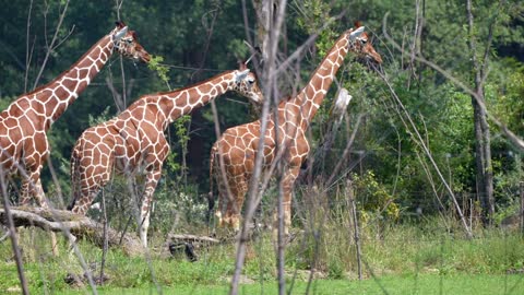 Giraffes giant