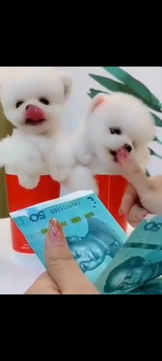 Cute Pomeranian Puppies Dogs