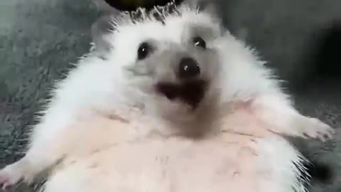 Hedgehog who loves to eat