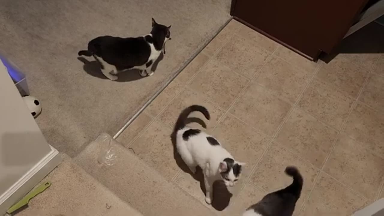 Cat Fight Before Every Breakfast