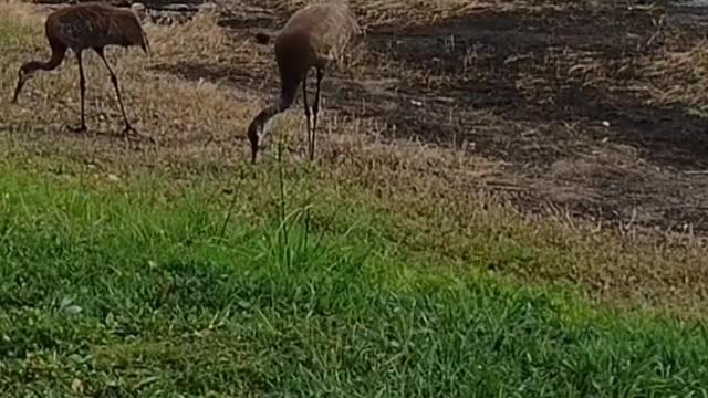 The nature zone: A relaxed feeding.