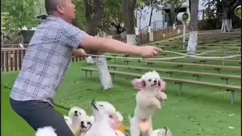 Funny pets jumping