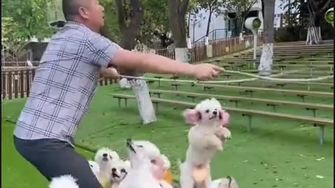 Funny pets jumping