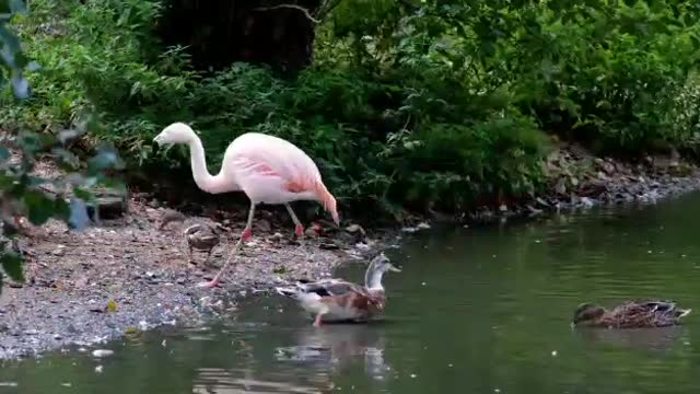 Amazing water animals & A beautiful world.mp4 mother goose.mp4